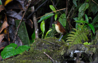 Yellow-breasted Antpitta