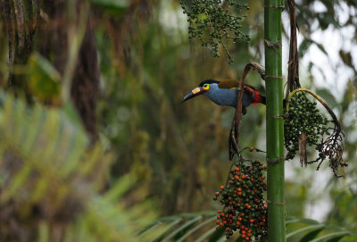 Plate-billed Mountain-Toucan