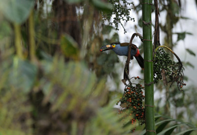 Plate-billed Mountain-toucan