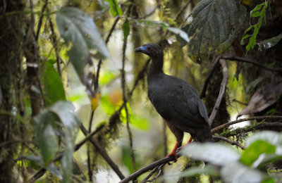 Sickle-winged Guan