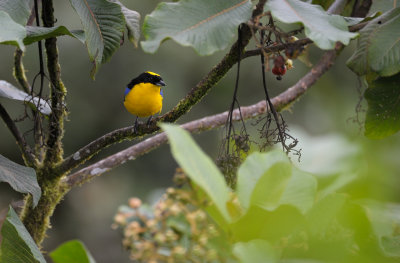 Blue-winged Mountain-Tanager