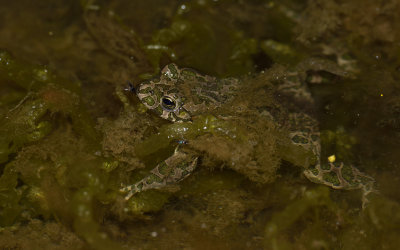 Grnflckig padda (Bufo viridis)