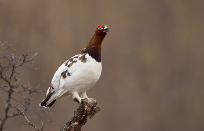 Dalripa - Willow Ptarmigan  (Lagopus lagopus)