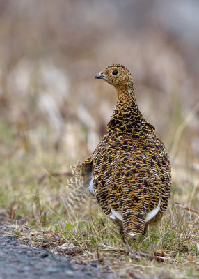 Dalripa - Willow Ptarmigan  (Lagopus lagopus)