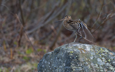 Dubbelbeckasin (Gallinago media)