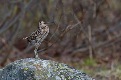 Dubbelbeckasin (Gallinago media)