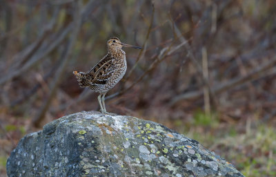 Dubbelbeckasin (Gallinago media)