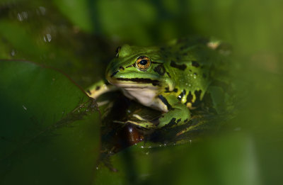 tlig groda (Rana kl. esculenta)