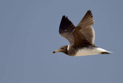 Sotmås - Sooty Gull
