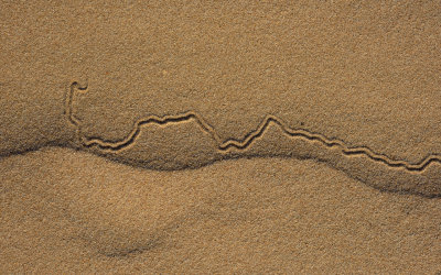 Tracks in the sand