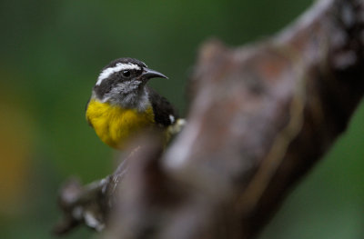 Bananaquit