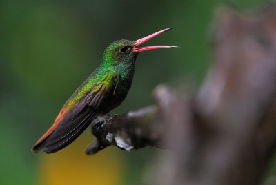 Rufous-tailed Hummingbird