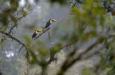 Chestnut-mandibled Toucan