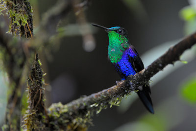 Green-crowned Woodnymph