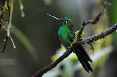 Green-crowned Brilliant