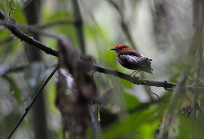 Club-winged Manakin