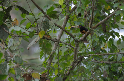 Pale-mandibled Aracari