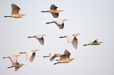 Birds