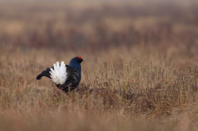 Orre - Black Grouse (Lyrurus tetrix)