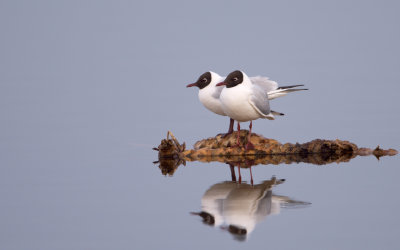 Black-headed Gull