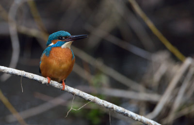 Kungsfiskare (Alcedo attis) - Common Kingfisher