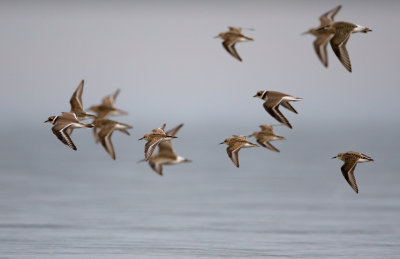 Little Stints 