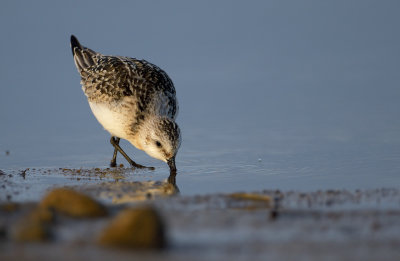 Sandlöpare (Calidris alba)