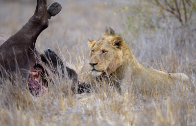 Lion, male with African Buffalo