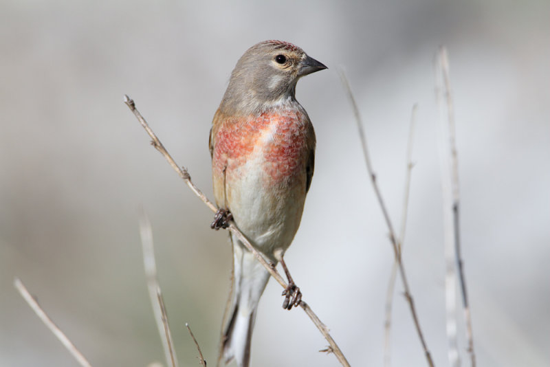 Fanello (Linnet) _004.jpg