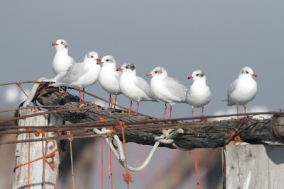 Gabbiano-corallino ( Mediterranean gull)-a016.jpg