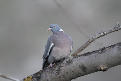 Colombaccio ( Wood Pigeon)_001.jpg