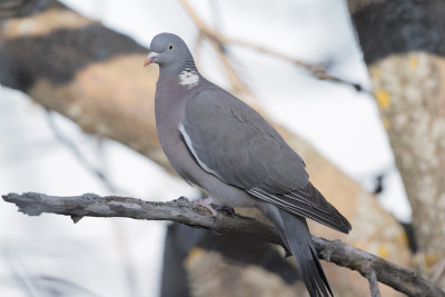 Colombaccio (Wood Pigeon) _002.jpg