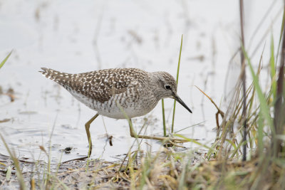 Piro piro boschereccio (Wood Sandpiper) -a008.jpg