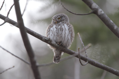 Civetta nana (Pygmy owl)_055.jpg