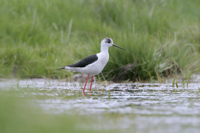 Cavaliere d'Italia (Black winged stilt)