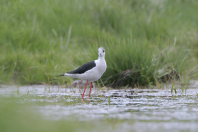 Cavaliere d'Italia (Black winged stilt) 2_b005.jpg