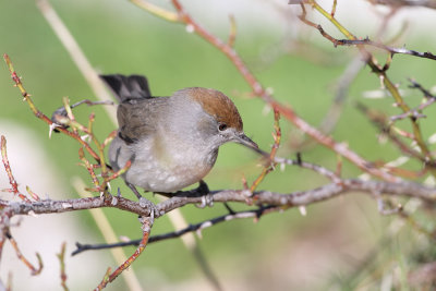 Capinera (Blackcap) F_a001.jpg