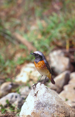 Codirosso (Redstart) a.jpg