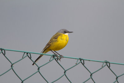 Cutrettola cinereocapilla (Yellow wagtail) 1_a012.jpg