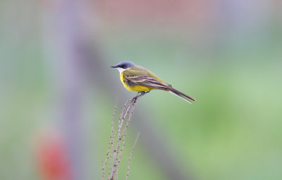 Cutrettola cinereocapilla (Yellow wagtail) 1_c013.jpg