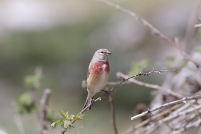 Fanello (Linnet) 3_001.jpg