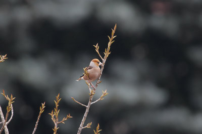 Frosone (Hawfinch)_a007.jpg