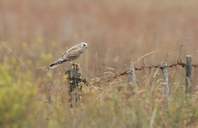 Grillaio (Lesser kestrel)_b007.jpg