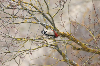 Picchio Rosso Maggiore (Great spotted woodpecker) a0013.jpg