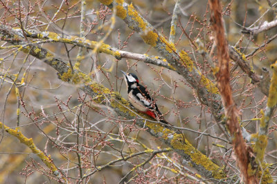  Picchio Rosso Maggiore (Great spotted woodpecker) b0006.jpg