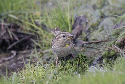 Passera Lagia (Rock sparrow) _003.jpg