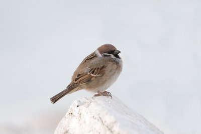 Passera mattugia (Tree sparrow)_ tri a 008.jpg