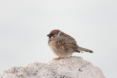 Passera mattugia (Tree sparrow)_a006.jpg