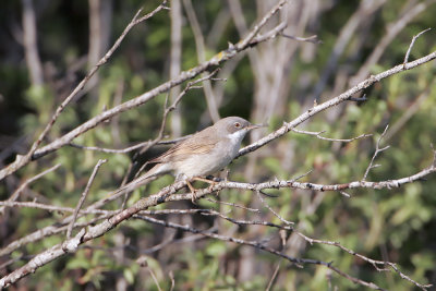 Sterpazzola (Whitethroat)