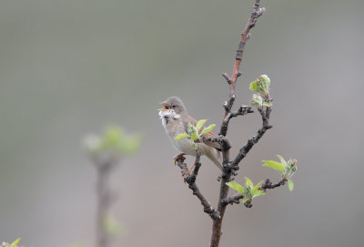 Sterpazzola (Whitethroat) 2C_003.jpg